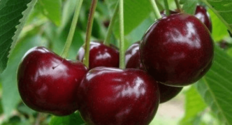 „Surprise“ veislės saldžiųjų vyšnių vaisiai