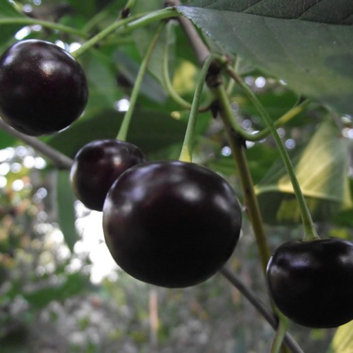 Ang mga varieties ng Cherry Pamyat Voronchikhina