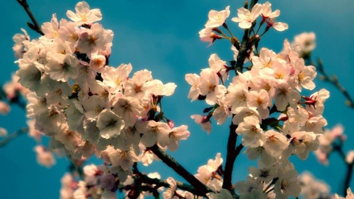 Virágzó cseresznye ág