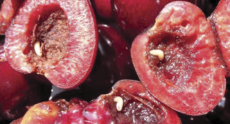 Vyšnių musių lervos vyšnių vaisiuose