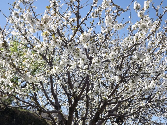 Kukkiva kirsikkapuu