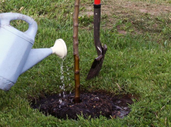 Bevattna en planta från en vattenkanna