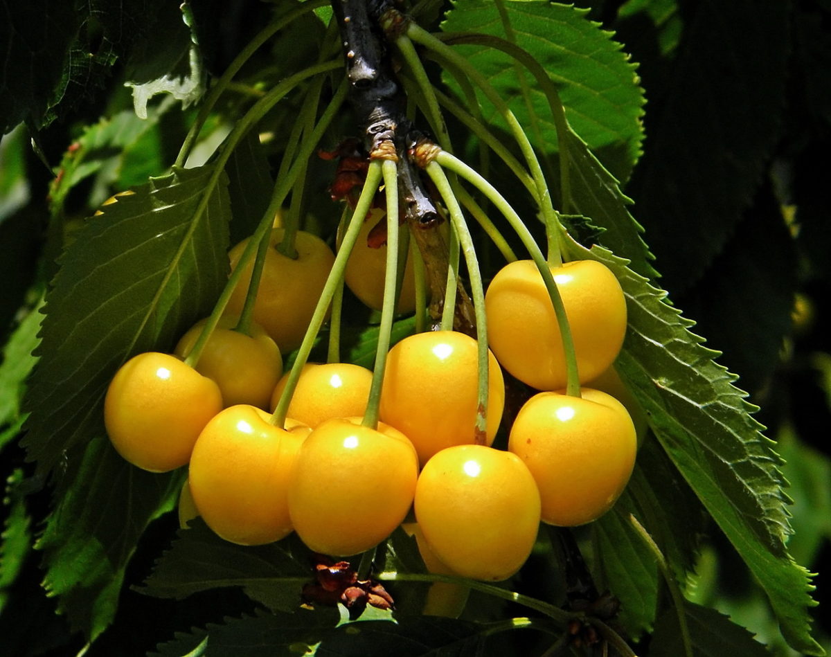 Drogan Yellow Cherry