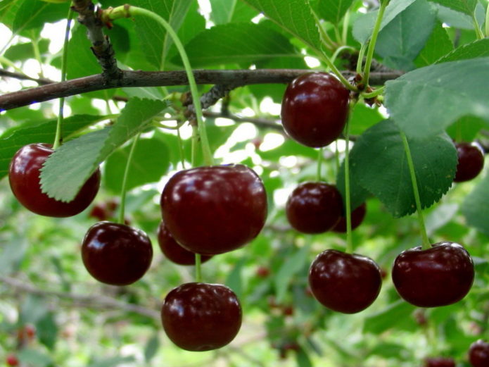Pagpupulong ng Cherry Berries