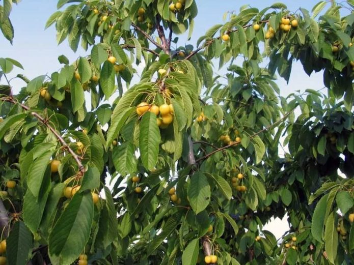Drogan žuto stablo trešnje