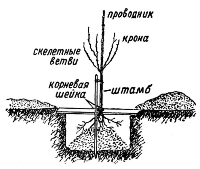 Kaavio kirsikoiden oikeasta istutuksesta
