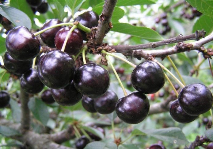 Mga Cherry variety na Anthracite