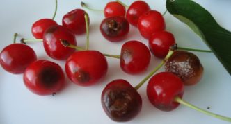 Anthracnose on cherry fruits