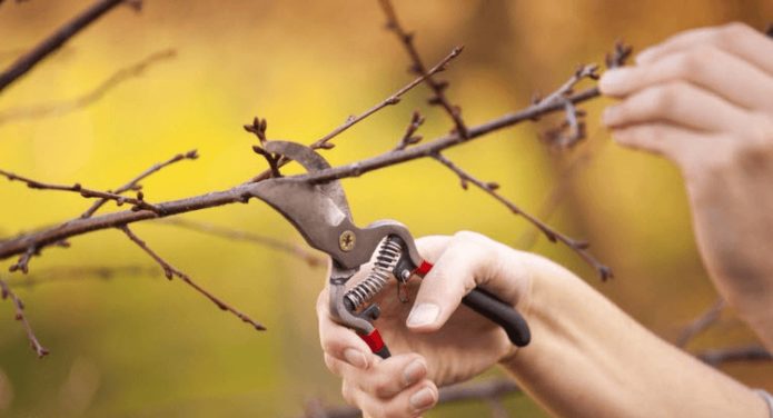 Cherry pruning tool