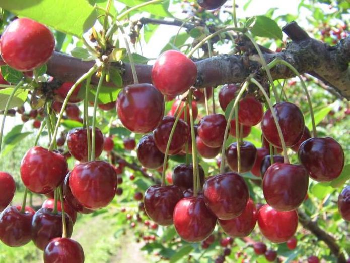 Saldžiųjų vyšnių mėgstamiausias Astachovas