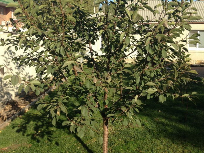 Batang cherry tree na Novella