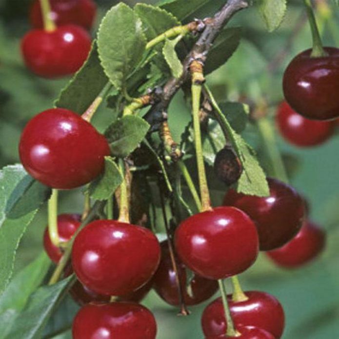 Novella cherry berries