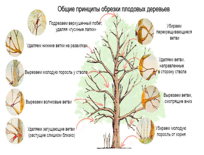 Bendrieji medžių genėjimo principai