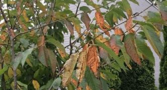 Coccomycosis of the fruit tree