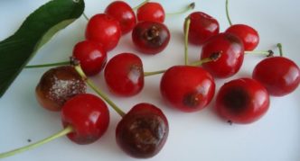 Cherry anthracnose