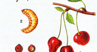 Development stages of cherry weevil