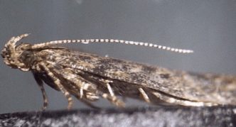 Cherry moth moth