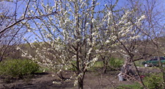 Kirsikka Iput