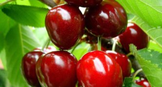 Cherry Malaking prutas