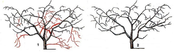 Vyšnių krūmo tipo genėjimo schema