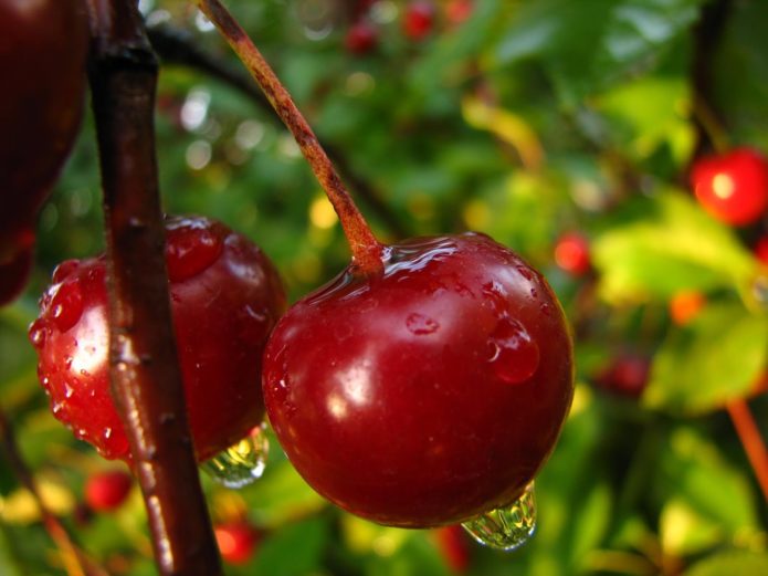Lietaus lašai ant vyšnių uogų