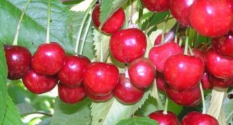 Cherry variety na si Bryanochka