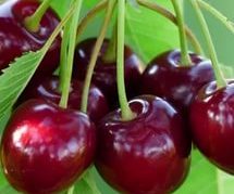 Cherry variety Veda