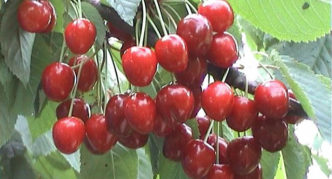 Cherry variety Gronkavaya