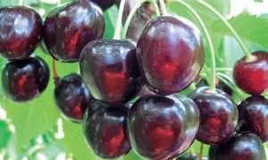 Vyšnių veislė Iput