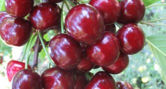 Vyšnių veislė „Lyubimitsa Astakhova“