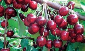 Vyšnių veislė „Revna“