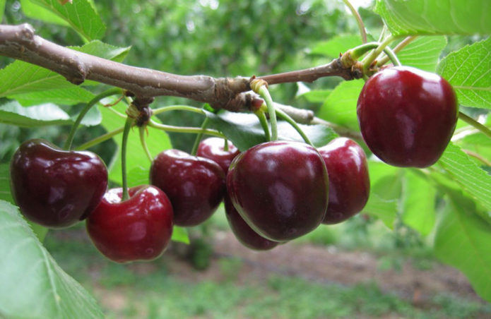 Glasear frutas de cereza en una rama