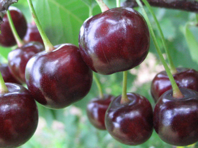 Harvest Miracle Cherry