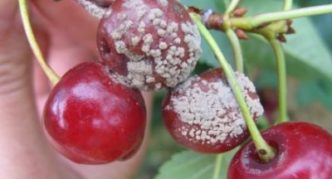Pilkas puvinys ant vyšnių vaisių