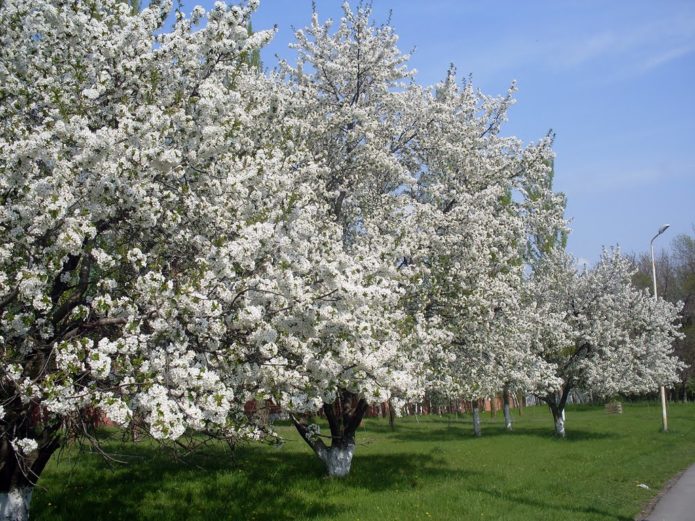 Bloeiende kersenboomgaard