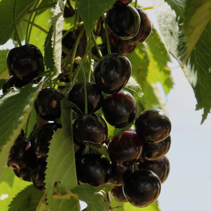 Varietà di ciliegie Beni di consumo Nero