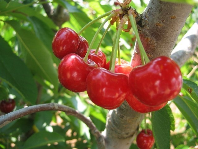 Cherry Dann