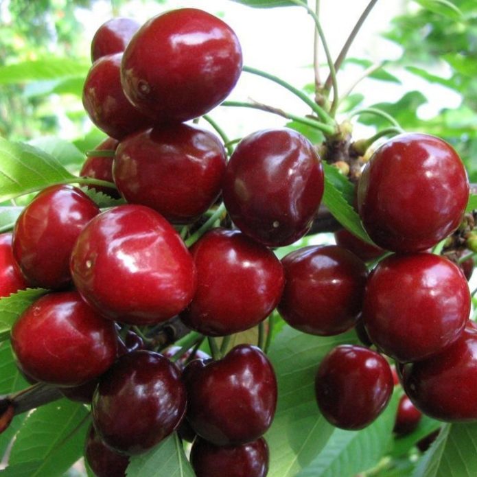 Cherry Valeria