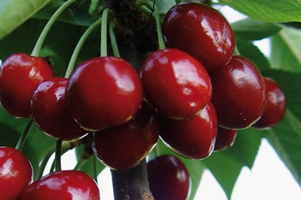 Cherry Bigarro Burlat