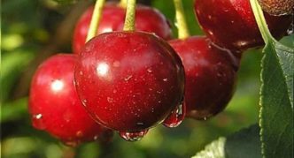 Turgenev cherry