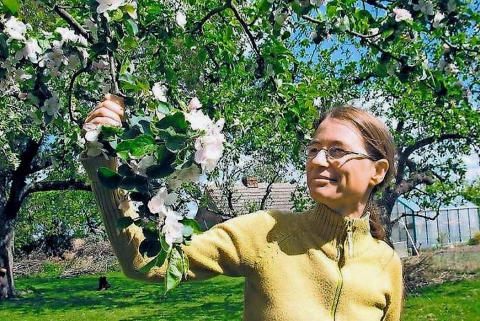 Ramo fiorito di ciliegia Podbelskaya