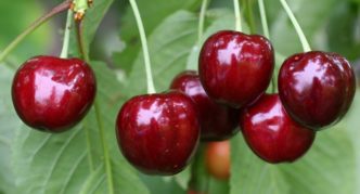 varietà di ciliegie Yaroslavna