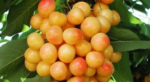 Varietà di ciliegie dolci Priusadebnaya giallo