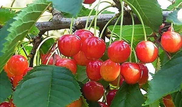 Varietà di ciliegie dolci Orlovskaya rosa