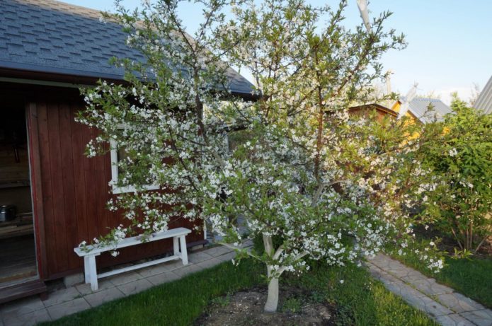 Matala-kasvavat kirsikkalajikkeet