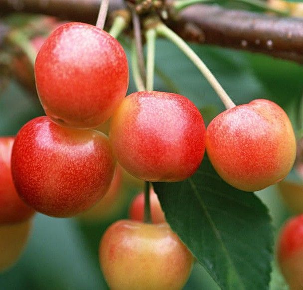 Cherry Gostinets