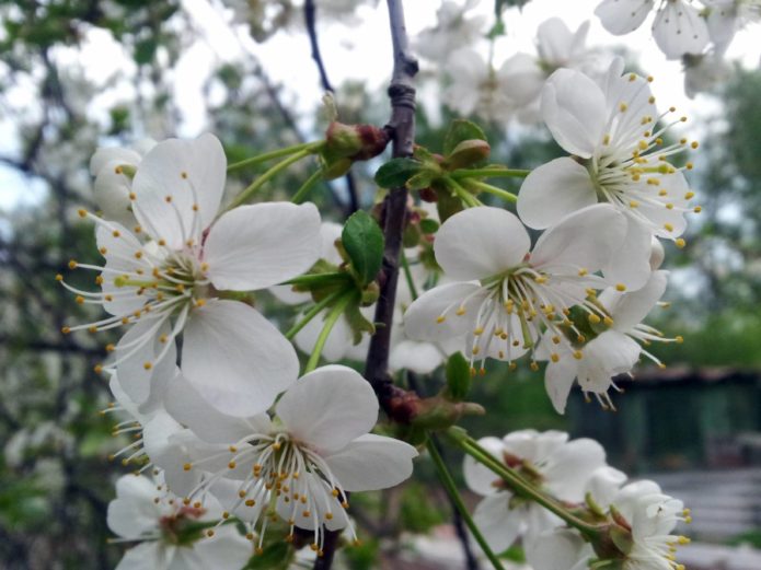 Delicadas flores de cerezo