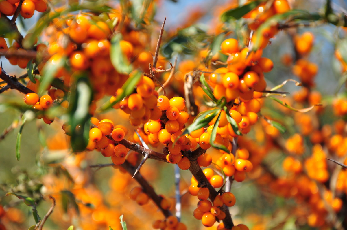 Olivello spinoso dell'Altai: una varietà popolare con deliziosi frutti di bosco