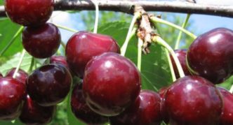 Mga pagkakaiba-iba ng Cherry Miracle cherry