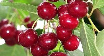Cherry varieties Saratov sanggol